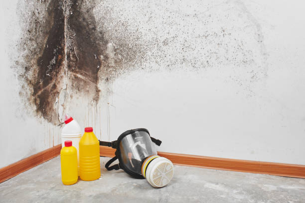 Professional Mold Inspection, Removal & Remediation in Grand Point, LA